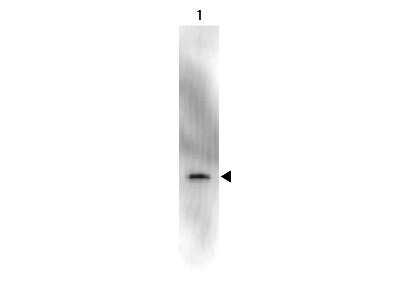 Western Blot Detection of GFP Using HRP Conjugated Antibody